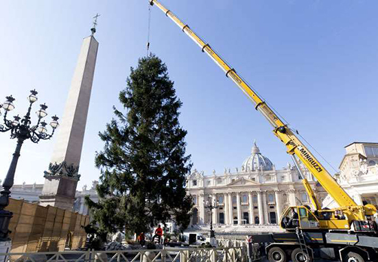 Vaticano anuncia cómo serán el pesebre y el árbol de Navidad de la Plaza de San Pedro